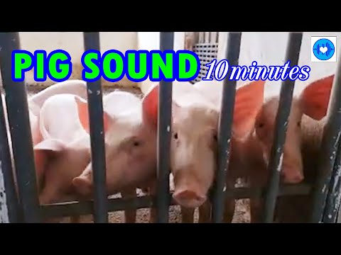 PIG SOUNDS, Tiếng lợn kêu, Hình ảnh con lợn