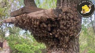 4th Swarm In 2024 | Beekeeping At Home | Swarm Catching