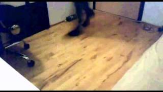 The Iceis | Shuffle Forever Wealth