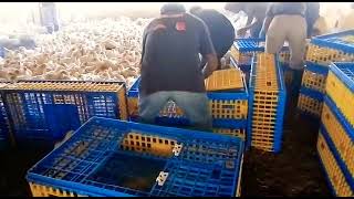 TRABAJANDO EN LAS GRANJAS