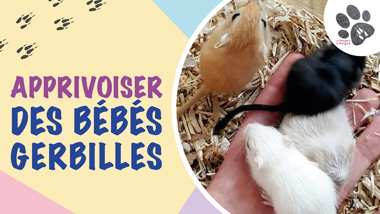 Apprivoiser Des Bébés Gerbilles (1ère Manipulation d'Une Portée De 7 Gerbilles)