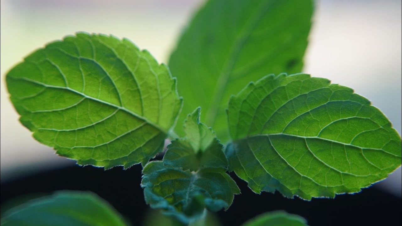 Baag Bagicha Is My Passion & Vlogs is live