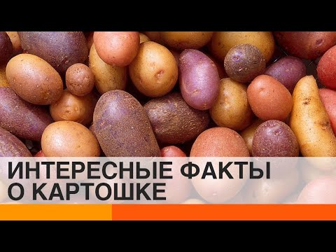 Откуда появились колорадские жуки?