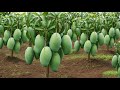 Unique Technique: Grafting Mango Tree Cutting Faster With Aloe Vera,a great way to graft mango tree