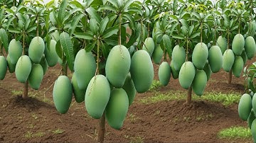 Unique Technique: Grafting Mango Tree Cutting Faster With Aloe Vera,a great way to graft mango tree