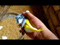 Catching new baby budgies bird from colony