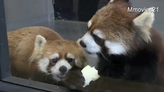 いきなりギンにアタックしたキン~Red Pandas
