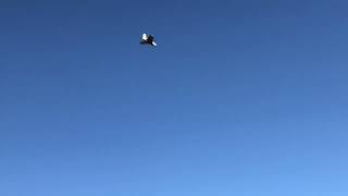 Second flight 1.6M Lippisch P-15 scratch build 80mm EDF jet