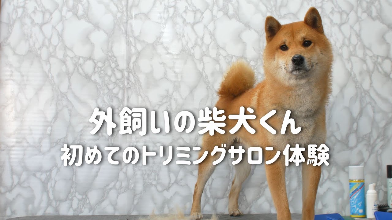 Shiba Grooming 外飼いの柴犬くん初めてのトリミングサロン体験 Youtube