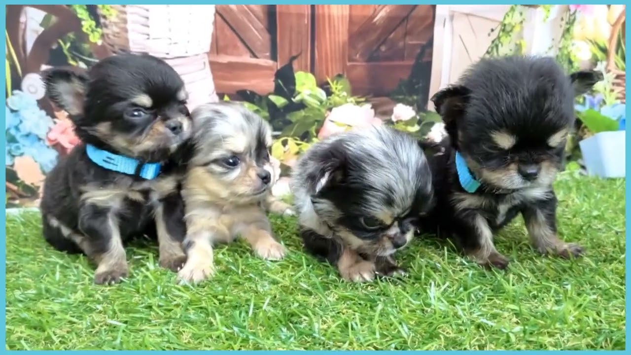 チワワ☆ チワワ