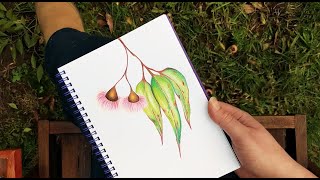 Art in Lockdown: Draw and sip eucalyptus leaves