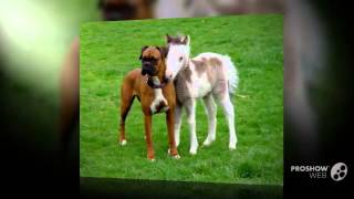 Miniature Boxer Dog breed