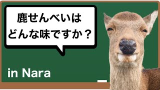 奈良公園の鹿だけど質問ある？