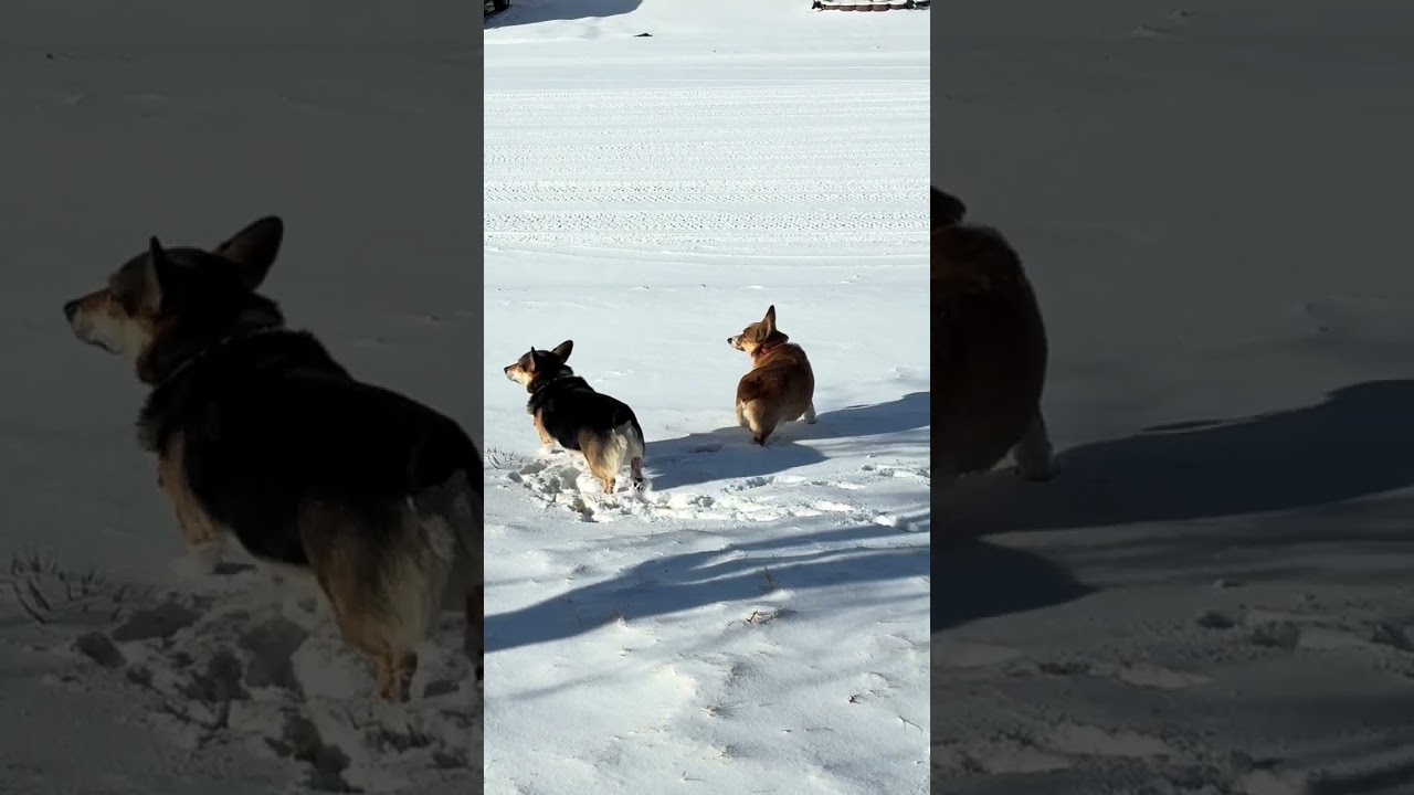 Corgi Snow Day Chaos: Zoomies, Face Plants & Pure Joy in the Snow! ❄️🐶😂