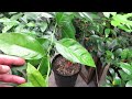 Overwintering citrus trees lights temperature watering and pests