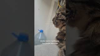 Bir Patimiz Eksik🐾 , Kalbimiz Buruk.🤧