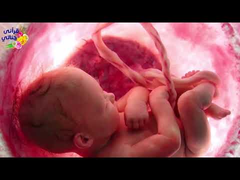 تمتع بتلاوة سورة فصلت كاملة بصوت الشيخ ياسر الدوسري مفسرة بالصورة