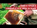 Хотите завести пчёл бесплатно? Поймайте их в соседнем лесу! Ловушка