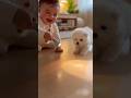 【爆笑】床の光にビションが大興奮！反応が可愛すぎた🔦🤣👶🐶 [HILARIOUS] This Bichon Loses It Over a Flashlight