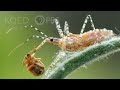 You Can’t Unsee the Assassin Bug’s Dirty Work | Deep Look