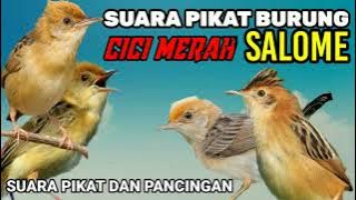 SUARA PIKAT BURUNG CICI MERAH ‼BURUNG SALOME