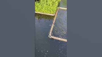 Mô hình nuôi cá bống tượng xen cá sặc đồng và cá lòng tong trồng rau thả cá #shortvideo #fish #cakoi