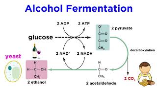 Fermentation and anaerobic respiration, Cellular respiration (article)