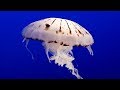 Jellyfish for Children with Pronunciation (and with photos)