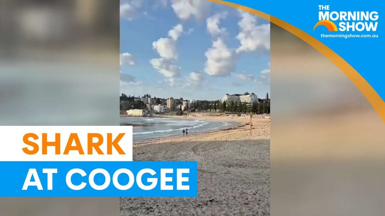 bull-shark-spotted-at-coogee-beach-after-attacks-the-morning-show