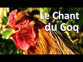 Chant du coq brahma perdrix