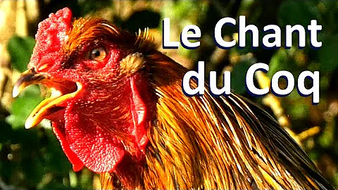 Quel est le cri d'un coq ?