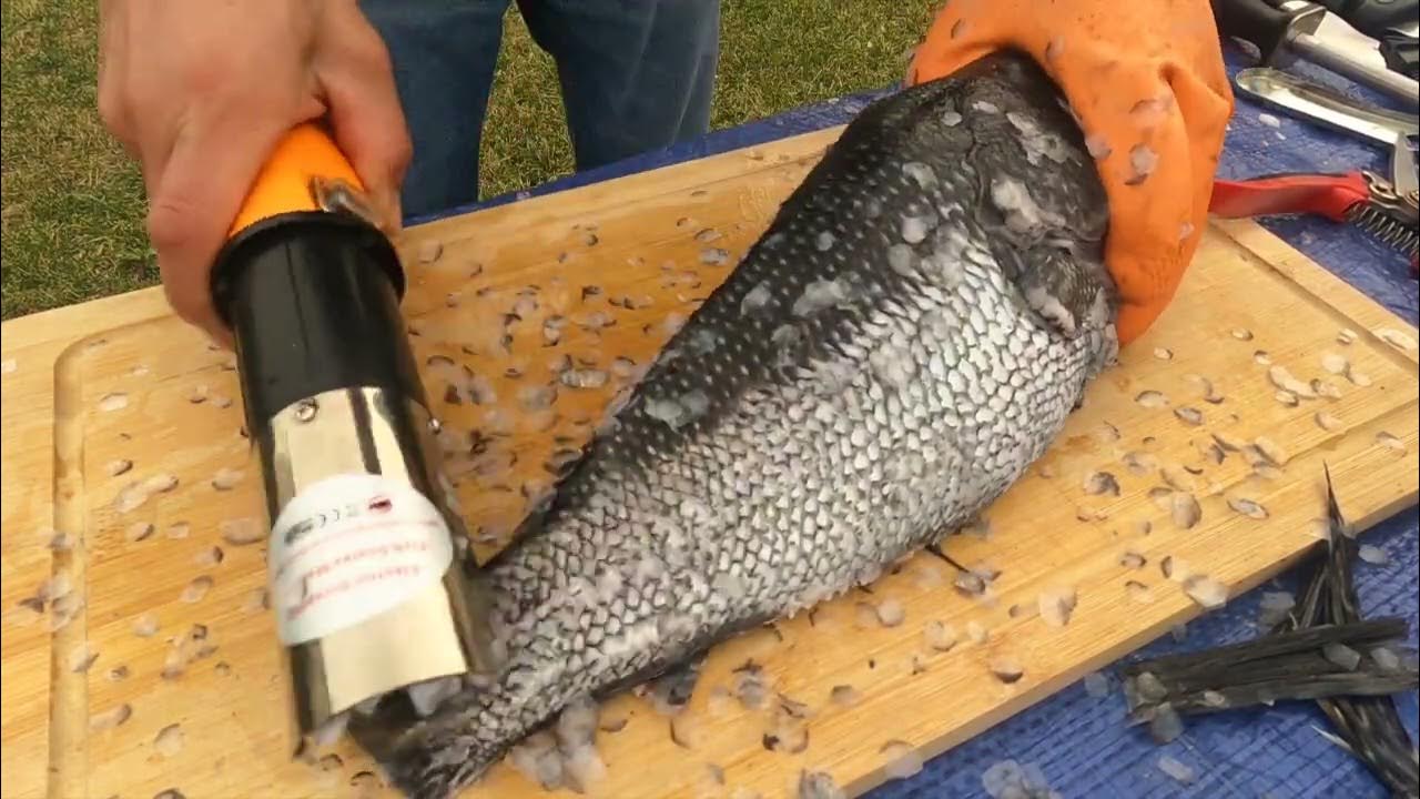 how to scale fish fast! YouTube