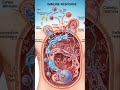 What happens when you catch an infection #nclex #nclexstudyguide #nursingexam #nclexstudy