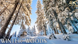 Enchanting Winter Woods with Soft Piano Music 🌲 Beautiful Snowy Forest Scenery screenshot 2