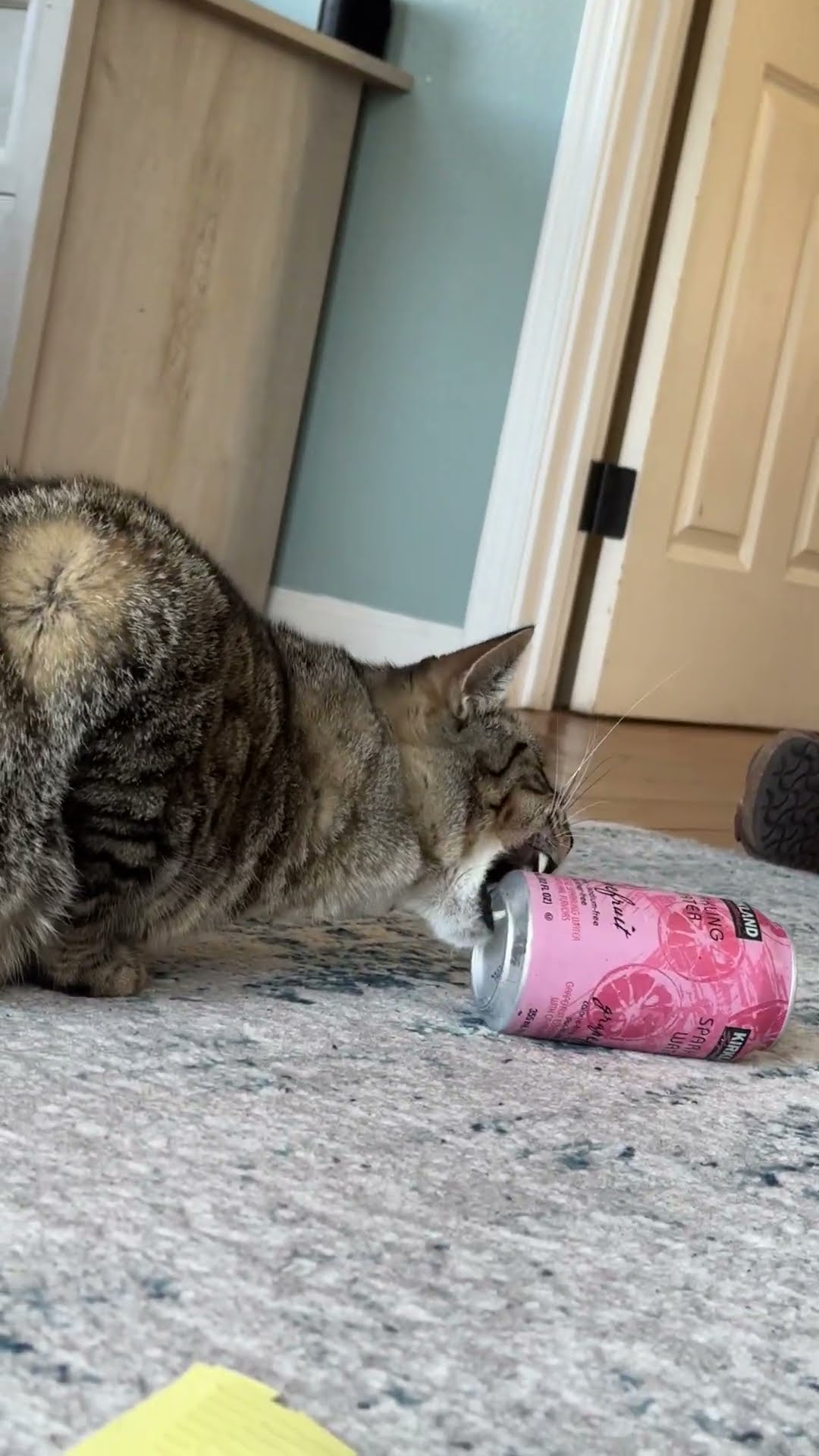 Cat Attempts to Shotgun a Soda Water || ViralHog