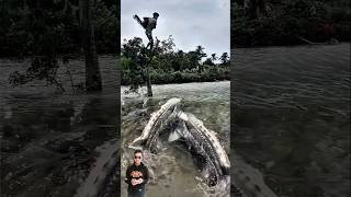 sekali tebar jala dua ekor Ikan sturgeon langsung kena #trending #viral #shorts