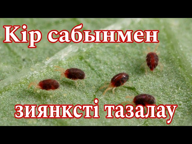 Сексуалды шетелдікпен порно Иркутск ақша үшін жыныстық қатынас үшін қыздармен танысады