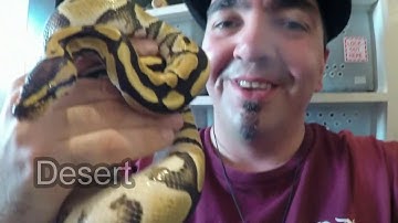 Maternal Incubation - Eggs Pipping