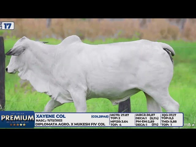 LOTE 17   XAYENE COL