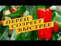 Чтобы перец быстро созрел и покраснел на кустах.