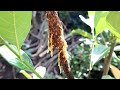 Air layering a jackfruit tree in my garden without using soil, and it worked #shortvideo