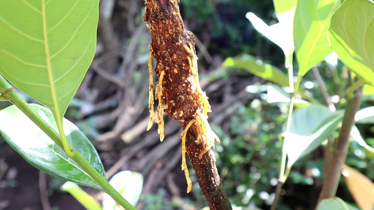 Air layering a jackfruit tree in my garden without using soil, and it