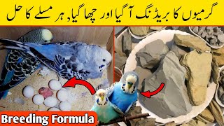 Natural breeding formula for all birds in summer season