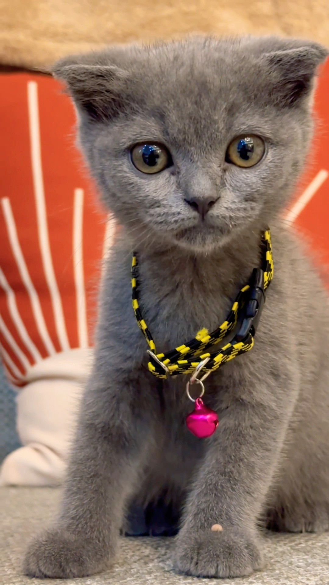 Cute ❤️?‍⬛???? #cat #cats