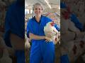 Professional Poultry Farm Health Inspection