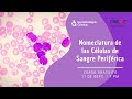 Nomenclatura de las células de sangre periférica