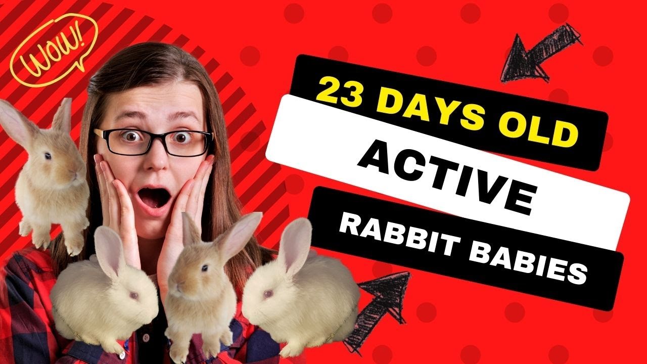 Cute New Zealand Rabbit Babies 23 day old babies with night time