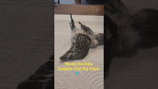 “Baby Budgie Rocky Gets Stronger Every Day 🐦💙” #nest #birds #parakeets #nestbuilding