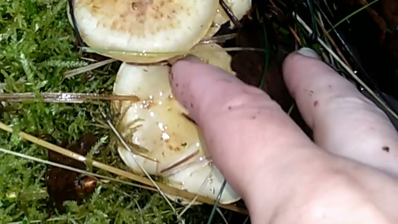 ЧЕШУЙЧАТКА КЛЕЙКАЯ.Pholiota lenta.