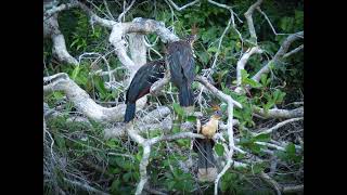Sunset Harmony - The Amazon #soundsofnature